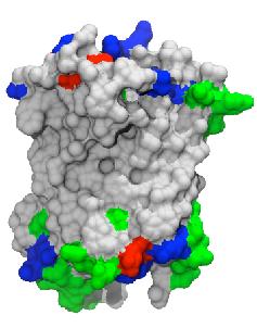 Basic protein structure