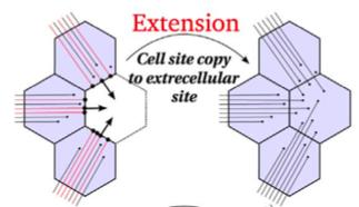 Pushing barbed ends: extension Mare e AFM, Grieneisen VA, Edelstein-Keshet L (2012) How Cells Integrate Complex Stimuli: The Effect of