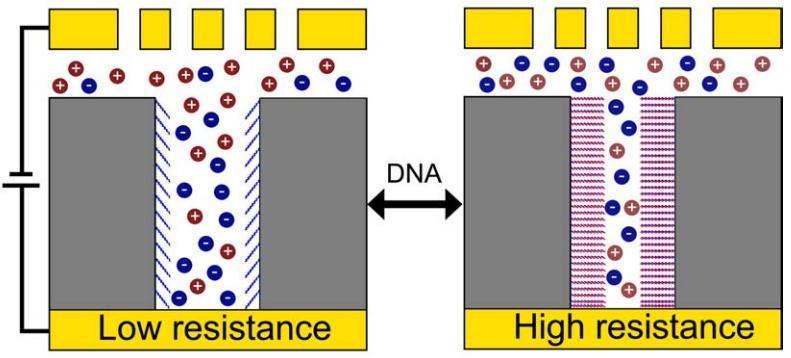 Volume exclusion DNA sensor and