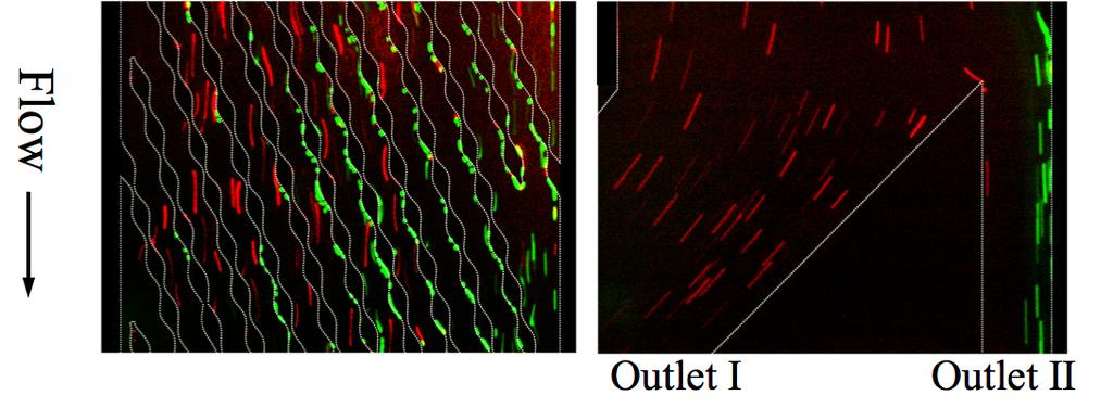 Figure S-4: Fluorescent micrographs of a section of the flow chamber and the device outlets captured during the sorting of HCT116 cells (green) and K562 cells (red) by having HCT116