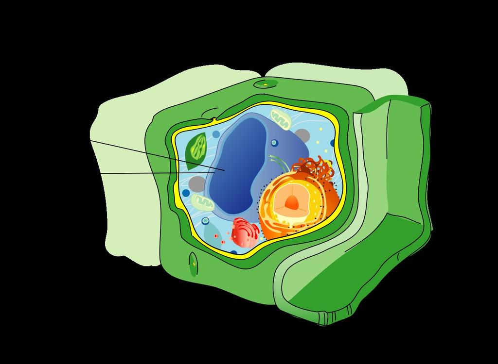 Vacuole Plant Cell, Animal Cell or Special Information a storage place