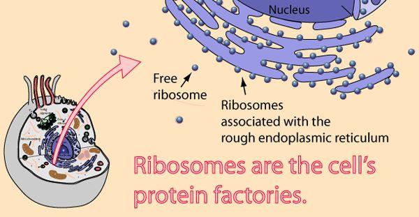 Ribosomes Plant Cell,