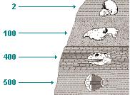 9. Looking at the image below, which strata layer would we find the oldest fossils? A B C 10. What are: a. Vestigial Structures D b. Homologous Structures c.