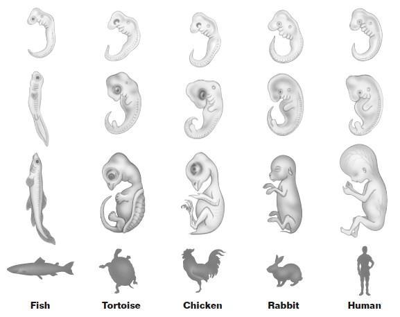 Developmental Similarities These embryos show how organisms