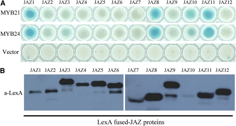 JAZs Bind MYB21 and MYB24 to Regulate Male Fertility 1001 domain proteins (JAZs), which include 12 members and function as the substrates of the SCF COI1 complex, for degradation through the 26S