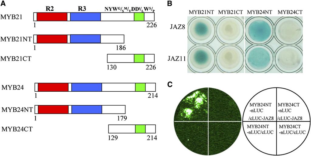 1004 The Plant Cell Figure 3. JAZ8 and JAZ11 Interact with the N Terminus of MYB21 and MYB24. (A) Schematic diagram of MYB21 and MYB24 domain constructs.