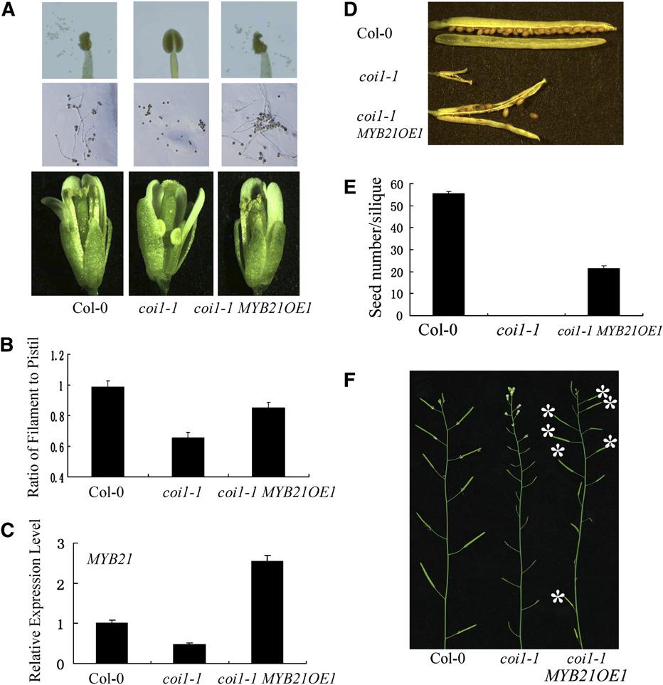 JAZs Bind MYB21 and MYB24 to Regulate Male Fertility 1005 Figure 5. Transgenic Expression of MYB21 Partially Rescues the Male Fertility of coi1-1.