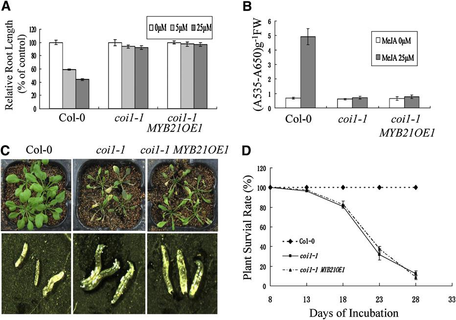 1006 The Plant Cell Figure 6. MYB21 Is Not Required for JA-Regulated Root Growth Inhibition, Anthocyanin Accumulation, and Defense against Insect Attack.