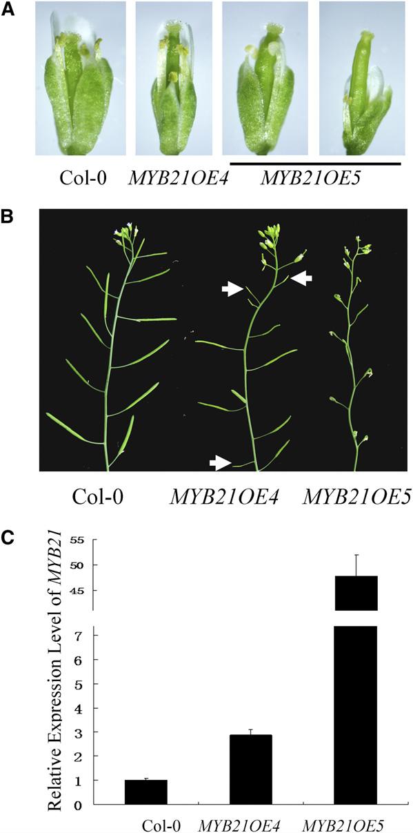 JAZs Bind MYB21 and MYB24 to Regulate Male Fertility 1007 responses including male fertility, root growth, anthocyanin accumulation, senescence, and plant defense.