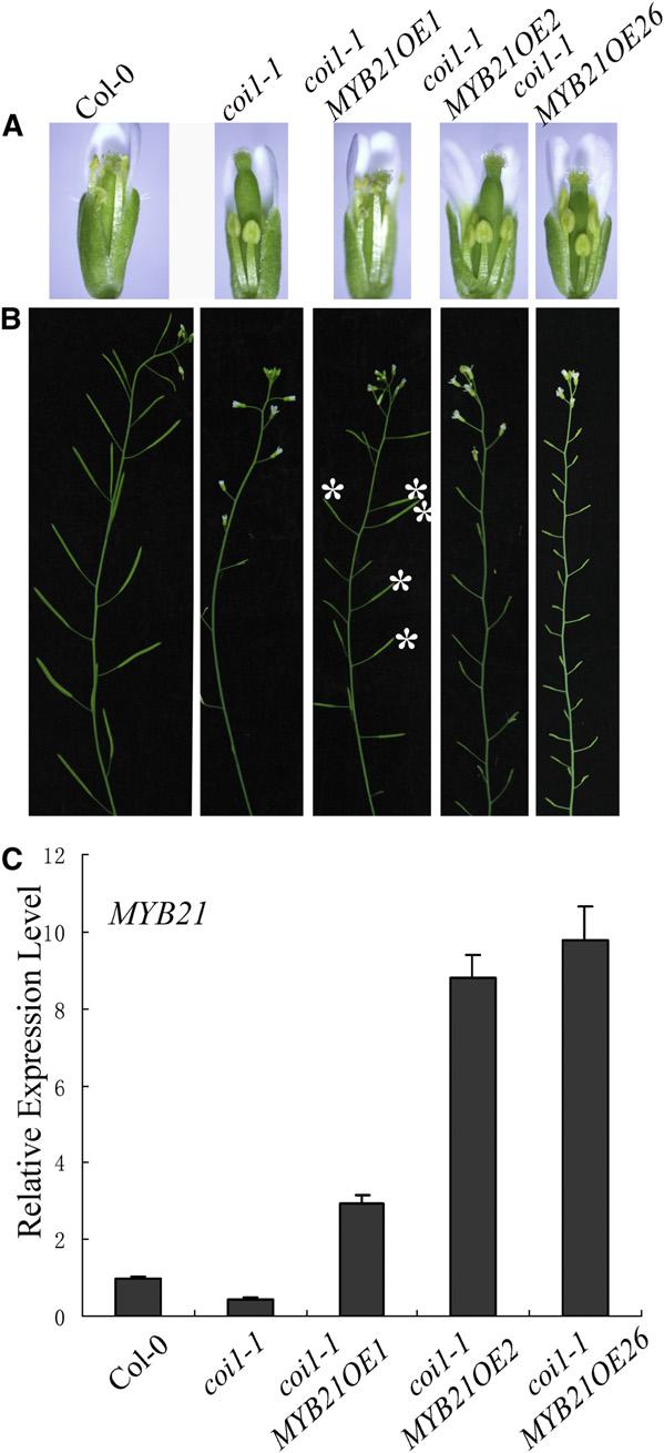 1008 The Plant Cell Figure 9. Excess Expression of MYB21 Fails to Rescue Male Fertility in coi1-1. (A) Flowers of Col-0, coi1-1, and three MYB21 transgenic lines in the coi1-1 background as indicated.