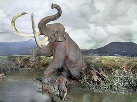 Mammoths Fire and Migration