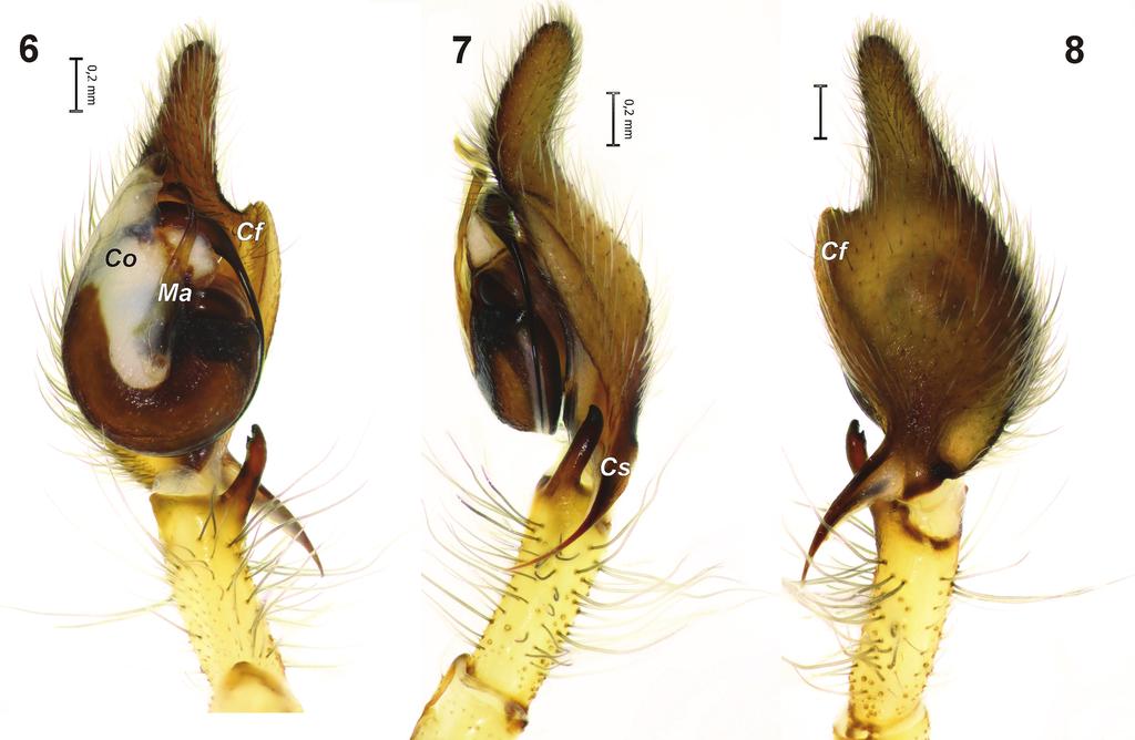 Figures 6 8 Palp of Cheiracanthium vankhedei sp. n. 6 ventral; 7 retrolateral; 8 dorsal. Abbreviations: Cf cymbial fold, Co conductor, Cs cymbial spur, Ma median apophysis. Comments.