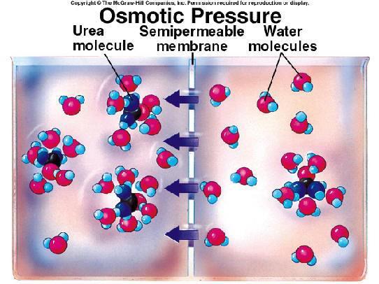 Osmotic pressure (Pa) OP is a hydrostatic pressure produced by solution in a space divided by a semipermeable membrane due to a differential concentrations of solute Osmosis is the movement of