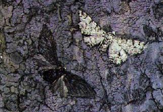 At each location, the number of moths of each color that are placed and removed 24 hours later are recorded.