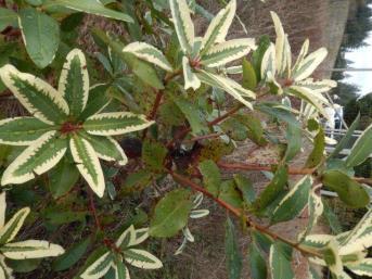 Pacific Madrone Provenance Trial 2014 Assessment of the Starker Forest site