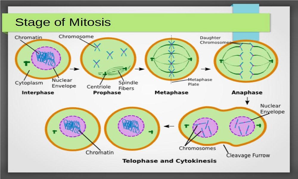 Mitosis Cell Division Stages[/caption] # Cytokinesis. Division of the cytoplasm in known as cytokinesis. In plant cells, cytokinesis takes place by the formation of cell plate.