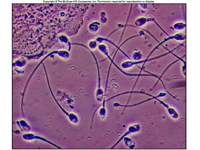Cytoplasmic Organelles Cilia short