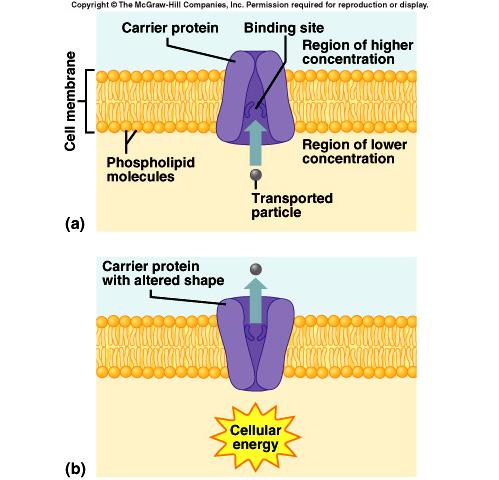 Active Transport carrier molecules transport substances across a membrane from regions of lower