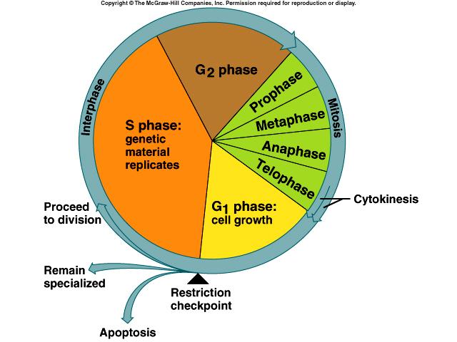 The Cell Cycle series of changes a cell undergoes from the time it forms