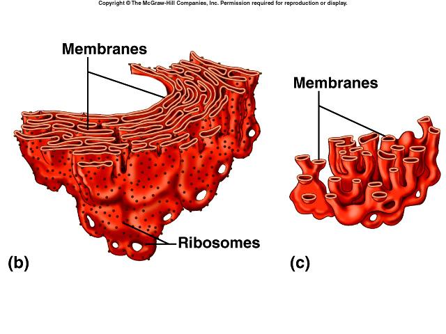 Cytoplasmic Organelles Endoplasmic Reticulum connected, membrane-bound sacs, canals, and vesicles transport system rough ER studded with ribosomes protein