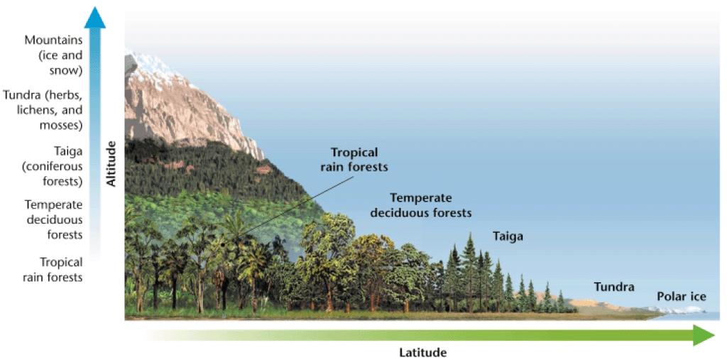 Trees of tropical rainforests usually grow closer to the, while mosses and lichen of the tundra grow closer to the.