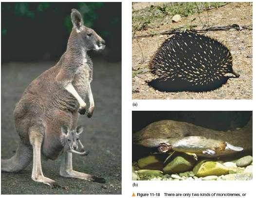 Australia Region Australia and adjacent islands Most distinctive fauna of any region due to the region s lengthy isolation Few placental