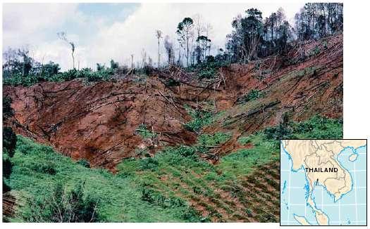 Removal for agriculture often results in soil erosion and