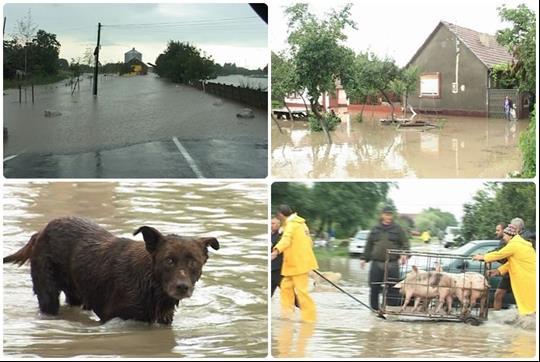 road DJ 588 linking localities Denta-Gătaia has been closed; - for Caraș-Severin County: 4 deads, 11 houses flooded, also 96 yards and gardens Figure 8 Images collage from local mass-media In august,