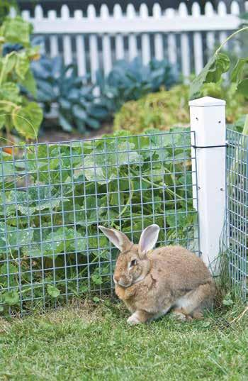Or, you might use it to buy enough fence to keep animals out of your garden. In this lesson, you will learn how to translate and solve word problems that require the distributive property.