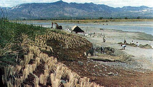 . Philippines: Vetiver was planted to protect the