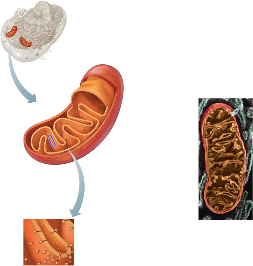 ATP formed by the mitochondria diffuses to all parts of the cell, where it is used to carry out cellular work.