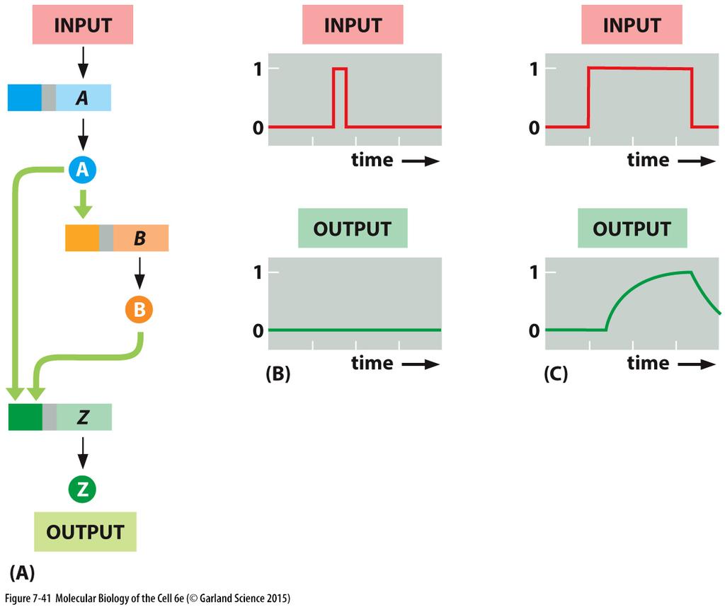 Transcription circuits allow cells to carry out logic operations on