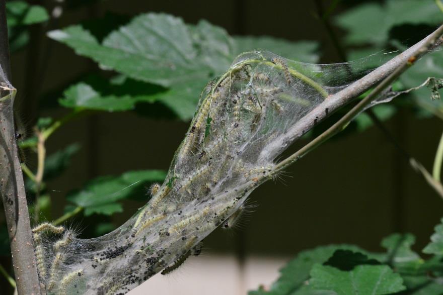 Fall webworm produces webbing on many woody plants,