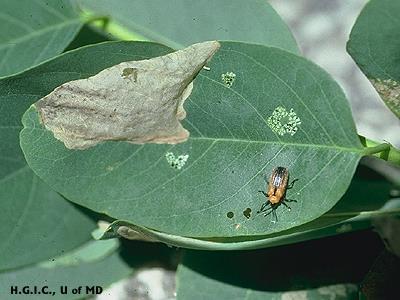 beetles Holly Leafminer -