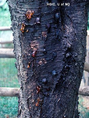 larva Sap on trunk of cherry tree from