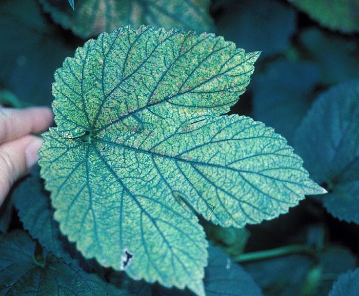 Two-spot spider mite Two-spot spider mite and