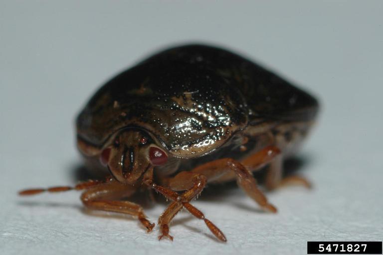 Kudzu Bug: another invasive bug Adult: size of