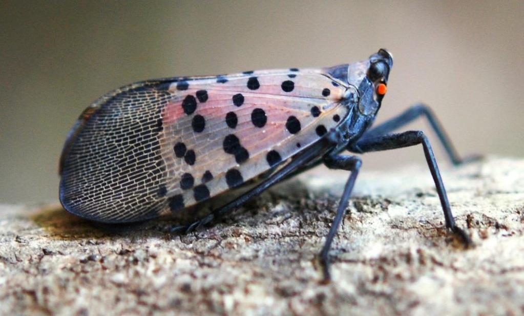 Spotted Lanternfly, Lycorma delicatula Native, to Southeast Asia Adults 1 inch long and very colorful