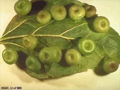 Gall: abnormal growth of