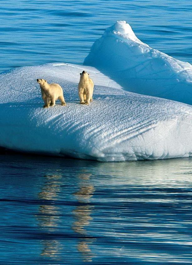 INTRO https://wallpaperspal.xyz/wp-content/uploads/polar-bears-on-iceberg-wallpaper.