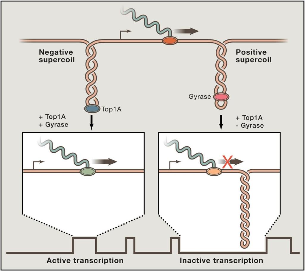 DNA topology and transcriptional burst Anchored DNA segment Levens and Larson: Cell (204)