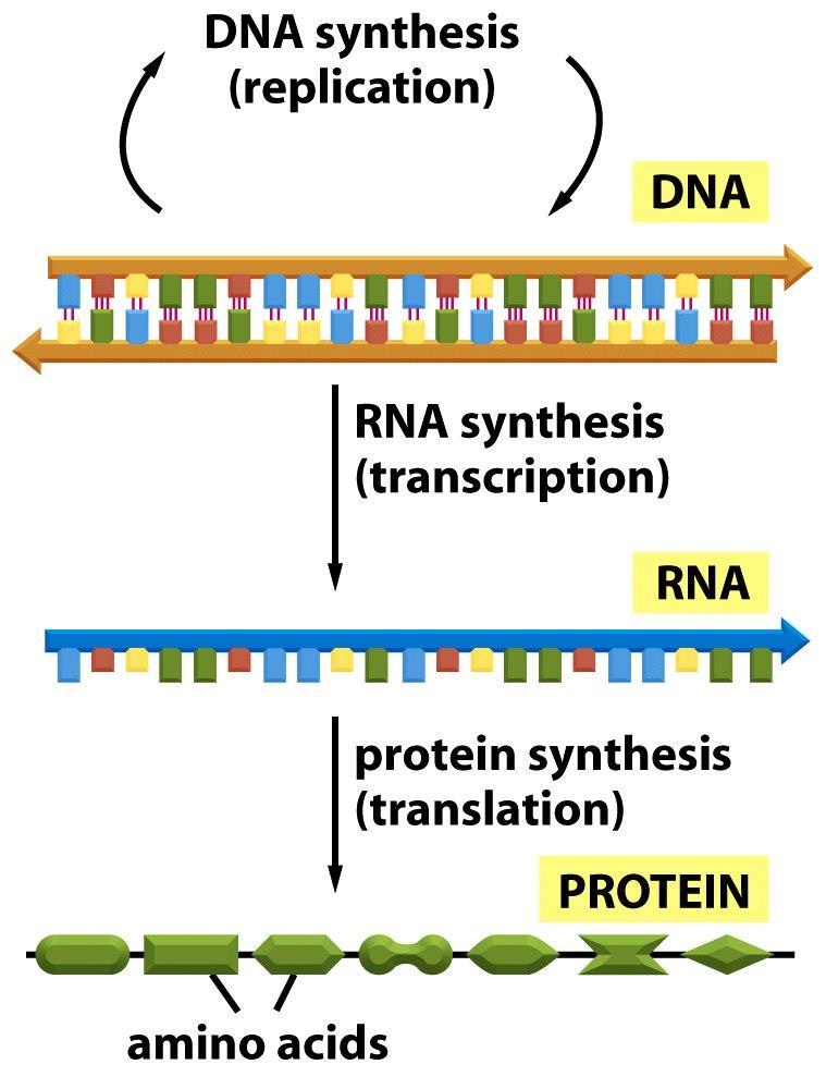 Central Dogma Copy numbers in a single cell Bacteria Eukaryotic cells DNA or 2 ~2