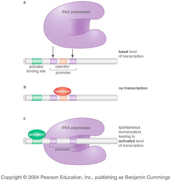 Regulation of gene expression An example of