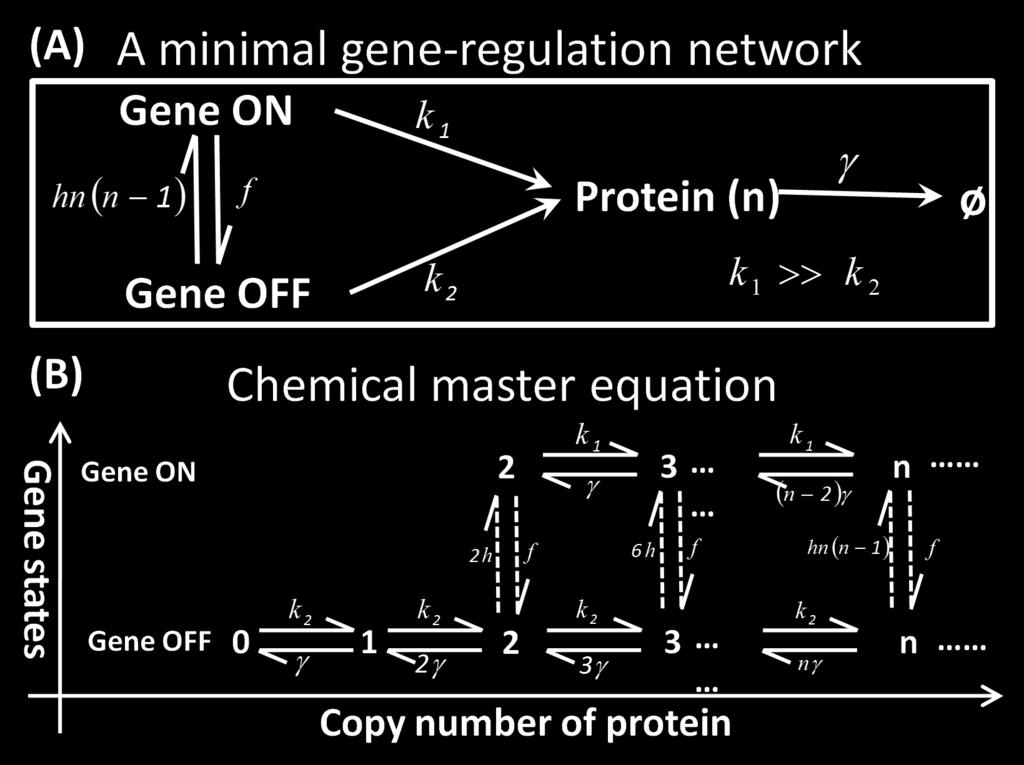 any self-regulating module of a single gene, while the