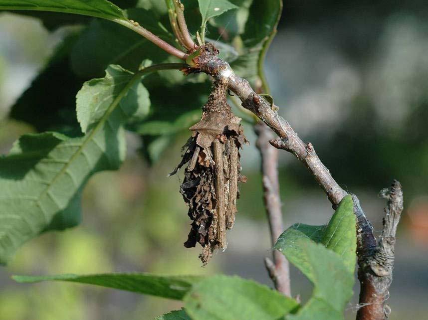 A bagworm is very