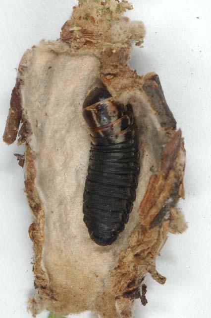 Bagworm Larva of psychid moth (Lepidoptera: