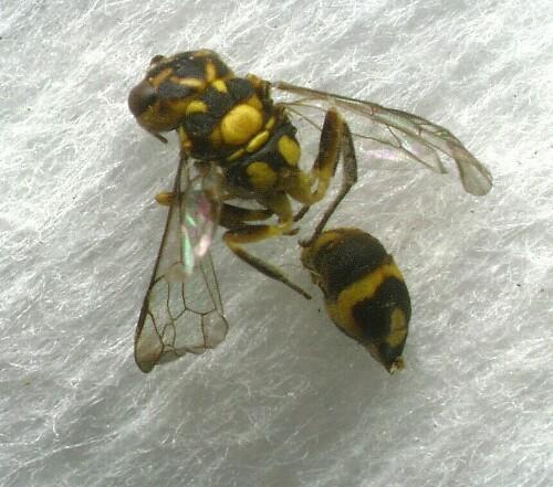 Parasitic wasps