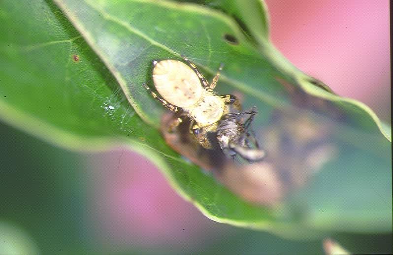 Predation by Jumping Spider (Just after