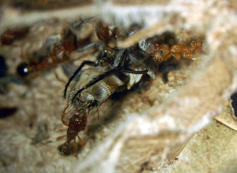 Predation by Ants in Silken