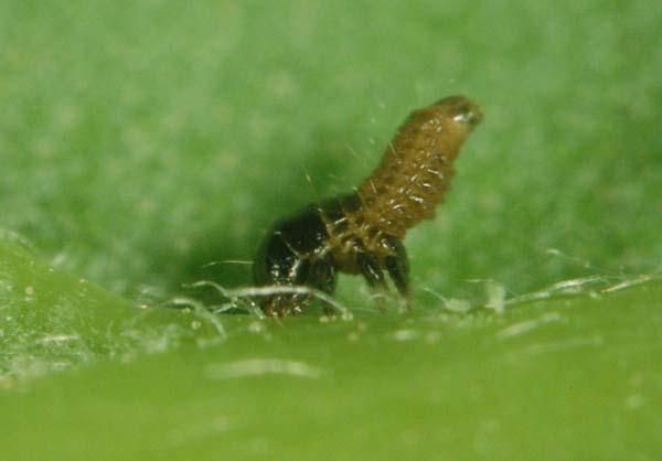 1mm First instar larva of E.